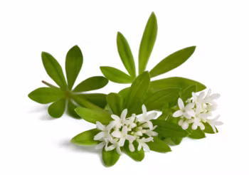 Marzanka wonna to roślina poprawia krążenie żylne i limfatyczne, łagodzi nieżyty układu pokarmowego, stany skurczowe układu moczowego i ból migrenowy. /Fot. Adobe Stock