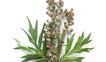 Bylica pospolita – właściwości lecznicze, działanie i zastosowanie