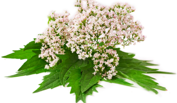 Kozłek lekarski – właściwości lecznicze, działanie i zastosowanie