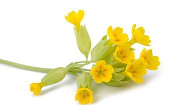 Pierwiosnek lekarski – właściwości lecznicze, działanie i zastosowanie