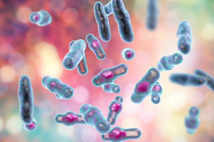 Gangrenę wywołują bakterie Clostridium perfringens. Żyją w przewodzie pokarmowym ludzi i zwierząt, skąd wraz z odchodami przedostają się do ziemi. Dlatego zanieczyszczenie rany ziemią lub odchodami może wywołać gangrenę. Fot. Adobe Stock.