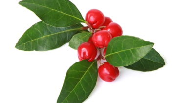 Mącznica lekarska – właściwości lecznicze, działanie i zastosowanie