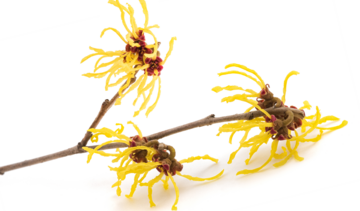 Oczar wirginijski – właściwości lecznicze, działanie i zastosowanie