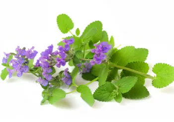 Kocimiętka roślina uwielbiana przez koty, ale również stanowi źródło cennych związków o leczniczym działaniu, z których może czerpać korzyści również człowieka. Fot. Adobe Stock.