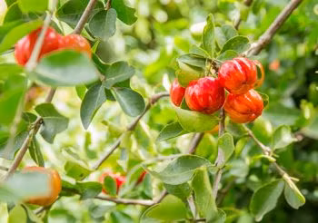 Czerwone owoce aceroli, przypominające pomidory koktajlowe, mają wysoką zawartość witaminy C, będącej silnym antyoksydantem. 