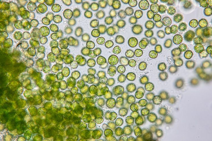 Chlorella, a dokładnie chlorella zwyczajna, to gatunek zielonej mikroalgi wielkości do 15 µm. Dobrze widoczna jest jedynie pod mikroskopem. Fot. Adobe Stock.