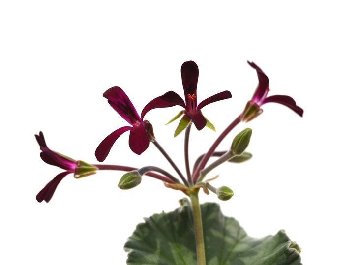 Pelargonia afrykańska - właściwości, preparaty, dawkowanie