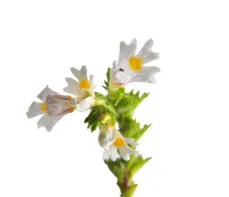 Świetlik łąkowy – właściwości lecznicze, działanie, zastosowanie