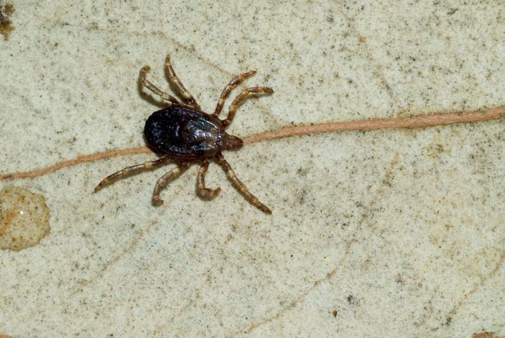 Kleszcz wędrowny (Hyalomma marginatum), potocznie zwany afrykańskim kleszczem. Fot. Adobe Stock.