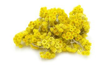 Kocanka piaskowa – właściwości lecznicze, działanie i zastosowanie. Olejek eteryczny z kocanki piaskowej