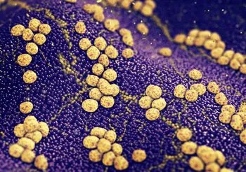 Gronkowce to kuliste bakterie, układają się w skupiska przypominające grona - stąd ich nazwa. Większość zakażeń u ludzi wywołuje gronkowiec złocisty.