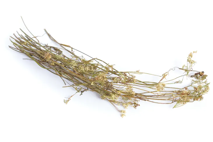 Biedrzeniec występuje najczęściej w postaci suszu lub olejku. Ma właściwości przeciwbakteryjne i ściągające, dlatego dobrze sprawdza się w pielęgnacji zmian trądzikowych.  /Fot. Adobe Stock