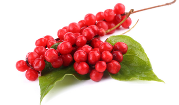 Cytryniec chiński – właściwości lecznicze, działanie, zastosowanie