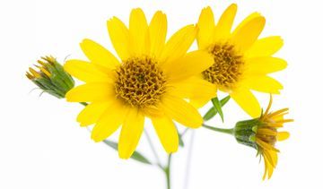 Arnika górska – właściwości lecznicze, działanie i zastosowanie