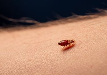 Do ugryzienia przez pluskwę dochodzi nocą, gdy śpimy. Pluskwy gryzą bezboleśnie.