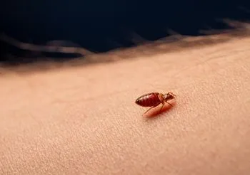 Do ugryzienia przez pluskwę dochodzi nocą, gdy śpimy. Pluskwy gryzą bezboleśnie.