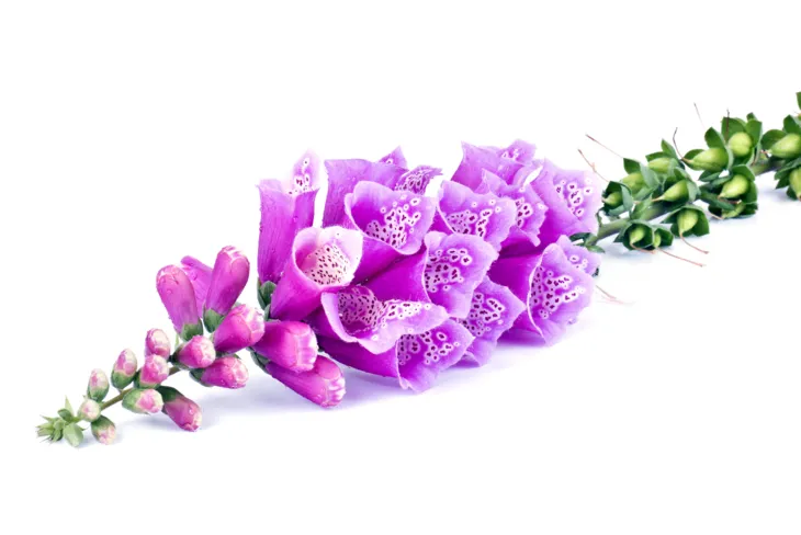 Mieszanki ziołowe z naparstnicą w składzie stosuje się również jako środek moczopędny i łagodzący obrzęki./Fot. Adobe Stock