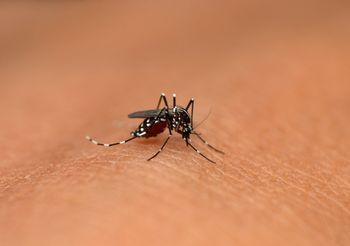 Żółtą gorączkę wywołuje wirus przenoszony m.in. przez tropikalne komary z rodziny Aedes.