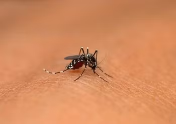 Żółtą gorączkę wywołuje wirus przenoszony m.in. przez tropikalne komary z rodziny Aedes.