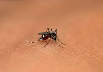 Żółtą gorączkę wywołuje wirus przenoszony m.in. przez tropikalne komary z rodziny Aedes.