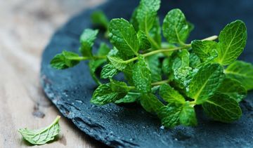 Mięta to więcej niż zioło na ból brzucha