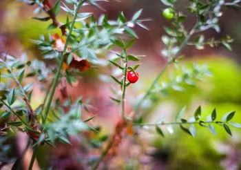 ruszczyk kolczasty - krzew, liście, czerwone owoce