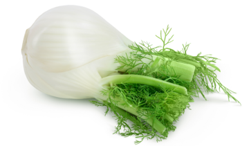 Koper włoski – właściwości lecznicze, działanie i zastosowanie