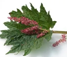 Rzewień dłoniasty – właściwości lecznicze, działanie, zastosowanie