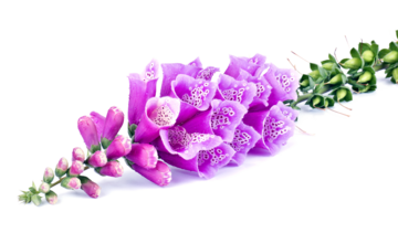 Naparstnica – właściwości lecznicze, działanie i zastosowanie