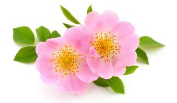 Dzika róża – właściwości lecznicze, działanie i zastosowanie