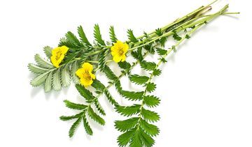 Pięciornik gęsi – właściwości lecznicze, działanie i zastosowanie