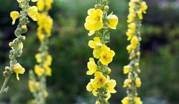 Dziewanna – polna piękność wspomagająca leczenie dróg oddechowych. Jak zrobić syrop z dziewanny?