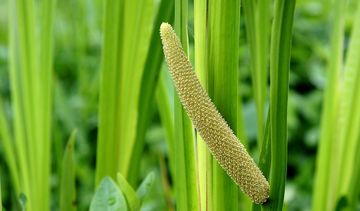 Tatarak – właściwości lecznicze, działanie i zastosowanie. Olejek tatarkowy
