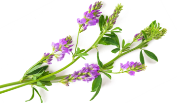 Lucerna – właściwości lecznicze, działanie i zastosowanie