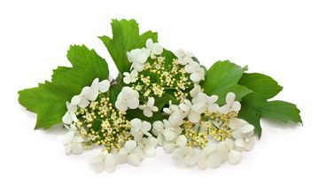 Kalina koralowa – właściwości lecznicze, działanie i zastosowanie. Odwar z kwiatów kaliny