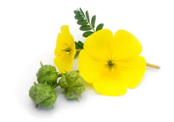 Buzdyganek naziemny  ma właściwości pobudzające i dodaje energii. Stosowany jest jako naturalne wsparcie w męskiej płodności. / Fot. Adobe Stock