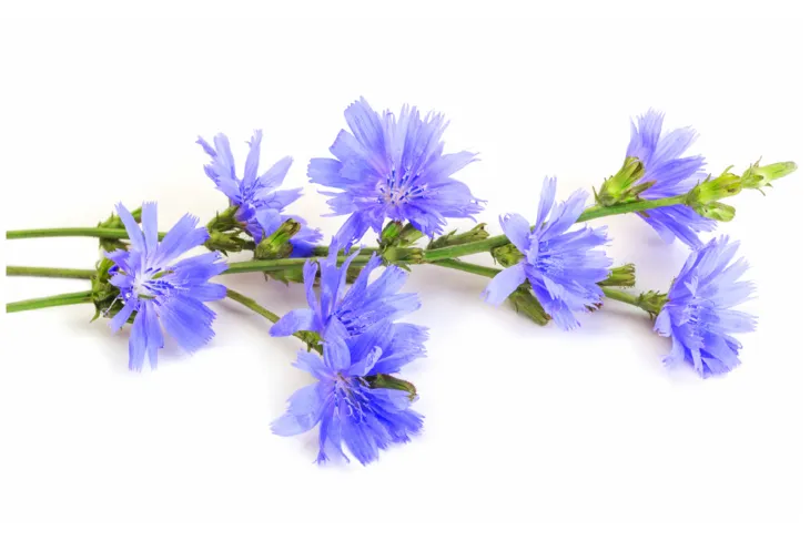 Cykoria podróżnik ma właściwości żółciopędne, moczopędne, antybakteryjne i lekko pobudzające. Uznawana jest za naturalny probiotyk. / Fot. Adobe Stock